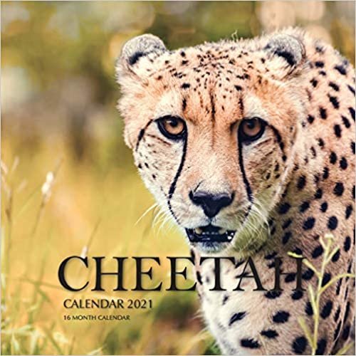 okumak Cheetah Calendar 2021: 16 Month Calendar