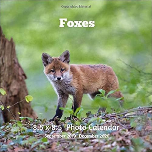 okumak Foxes 8.5 X 8.5 Calendar September 2019 -December 2020: Monthly Calendar with U.S./UK/ Canadian/Christian/Jewish/Muslim Holidays-Fox Animal Nature