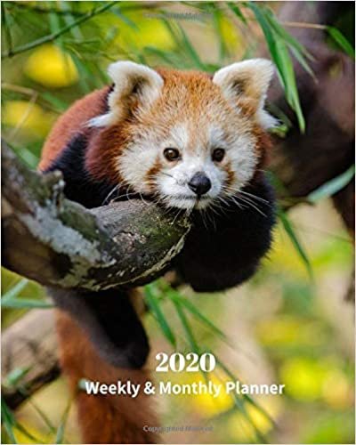 okumak 2020 Weekly and Monthly Planner: Baby Red Panda - Monthly Calendar with U.S./UK/ Canadian/Christian/Jewish/Muslim Holidays– Calendar in Review/Notes 8 x 10 in.-Wildlife Bears Nature