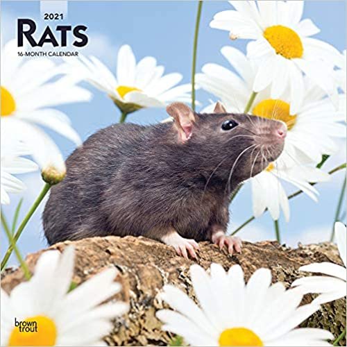 okumak Rats - Ratten 2021 - 16-Monatskalender: Original BrownTrout-Kalender [Mehrsprachig] [Kalender] (Wall-Kalender)