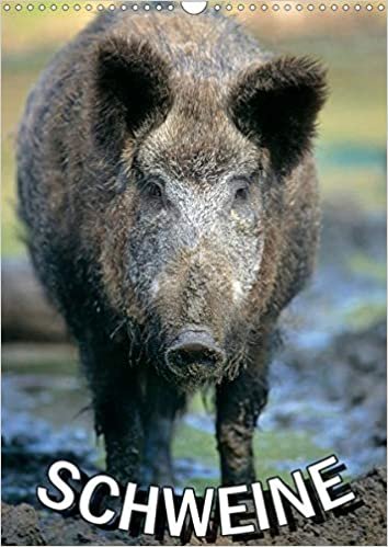 okumak Schweine 2021 (Wandkalender 2021 DIN A3 hoch): Monatsplaner 14 Seiten (Planer, 14 Seiten )