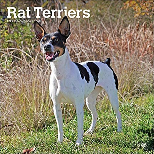 okumak Rat Terriers - Rat Terrier 2021 - 16-Monatskalender mit freier DogDays-App: Original BrownTrout-Kalender [Mehrsprachig] [Kalender] (Wall-Kalender)
