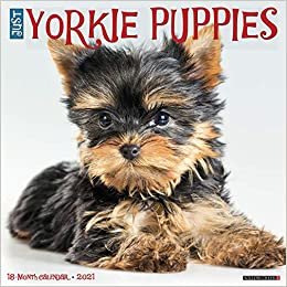 okumak Just Yorkie Puppies 2021 Calendar