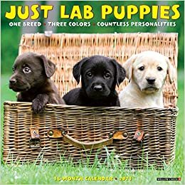 okumak Just Lab Puppies 2021 Calendar