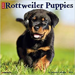 okumak Just Rottweiler Puppies 2021 Calendar