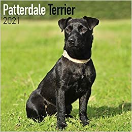 okumak Patterdale Terrier 2021: Original Avonside-Kalender [Mehrsprachig] [Kalender] (Wall-Kalender)