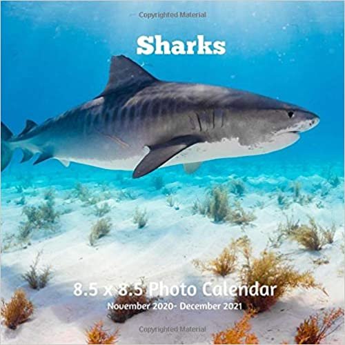 okumak Sharks 8.5 X 8.5 Calendar November 2020 -December 2021: Monthly Calendar with U.S./UK/ Canadian/Christian/Jewish/Muslim Holidays - Marine Life