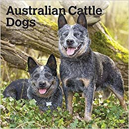 okumak Australian Cattle Dogs - Australische Cattle Dogs 2021 - 16-Monatskalender mit freier DogDays-App: Original BrownTrout-Kalender [Mehrsprachig] [Kalender] (Wall-Kalender)