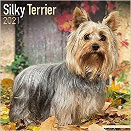 okumak Silky Terrier 2021: Original Avonside-Kalender [Mehrsprachig] [Kalender] (Wall-Kalender)