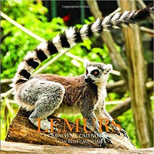 okumak Lemurs 7 x 7 Mini Wall Calendar 2020: 16 Month Calendar