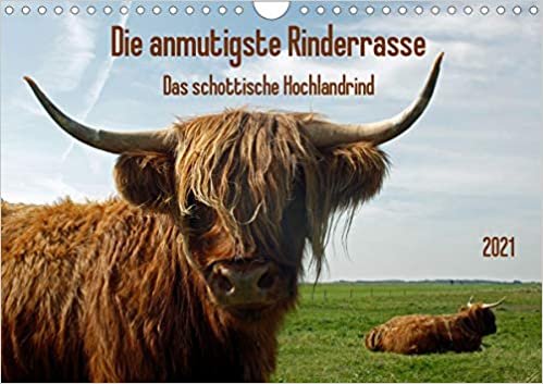 okumak die anmutigste Rinderrasse - Das schottische Hochlandrind (Wandkalender 2021 DIN A4 quer): Die schottischen Hochlandrinder mit ihrem zotteligen Fell ... in ihren Bann. (Monatskalender, 14 Seiten )
