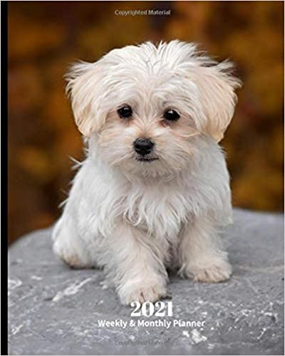 okumak 2021 Weekly and Monthly Planner: Maltese Puppy- Monthly Calendar with U.S./UK/ Canadian/Christian/Jewish/Muslim Holidays– Calendar in Review/Notes 8 x 10 in.- Dog Breed Pets For Work Business School