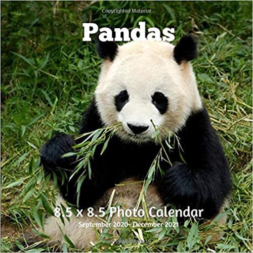 okumak Panda 8.5 X 8.5 Calendar September 2020 -December 2021: Monthly Calendar with U.S./UK/ Canadian/Christian/Jewish/Muslim Holidays-Nature Animals Wildlife