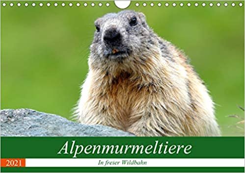 okumak Alpenmurmeltiere in freier Wildbahn (Wandkalender 2021 DIN A4 quer): Einblick in das Reich der putzigen Alpenbewohner (Monatskalender, 14 Seiten )