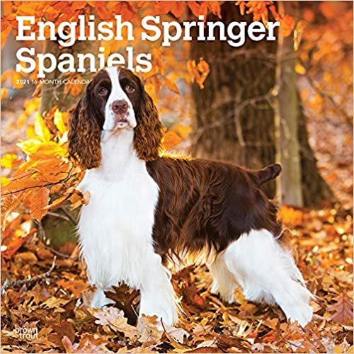 okumak English Springer Spaniels 2021 - 16-Monatskalender mit freier DogDays-App: Original BrownTrout-Kalender [Mehrsprachig] [Kalender] (Wall-Kalender)