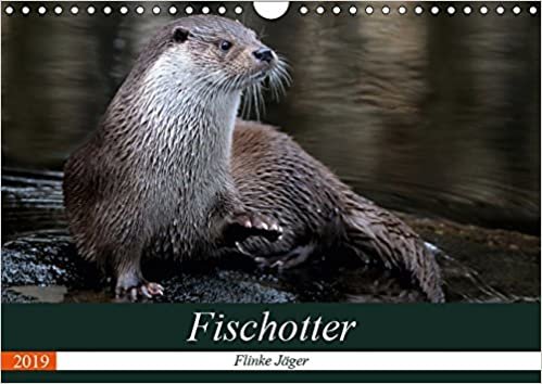 okumak Fischotter, flinke Jäger (Wandkalender 2019 DIN A4 quer): Fischotter sind flinke und wendige Jäger (Monatskalender, 14 Seiten )