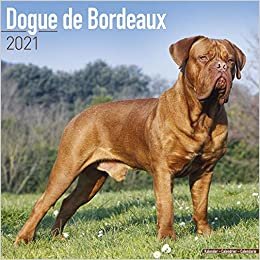 okumak Dogue de Bordeaux - Bordeauxdoggen 2021 - 16-Monatskalender: Original Avonside-Kalender [Mehrsprachig] [Kalender] (Wall-Kalender)