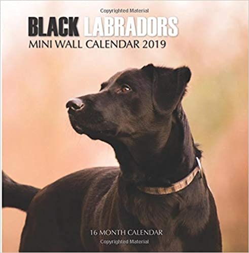 okumak Black Labradors Mini Wall Calendar 2019: 16 Month Calendar