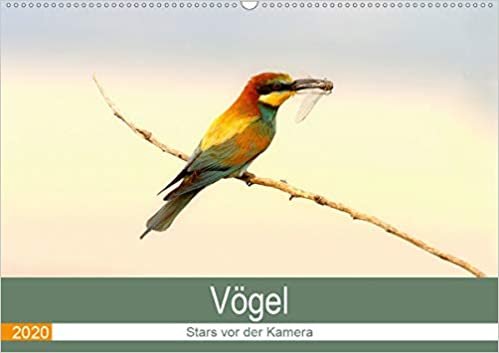 okumak Vögel Stars vor der Kamera (Wandkalender 2020 DIN A2 quer): Einheimische Vögel (Monatskalender, 14 Seiten )