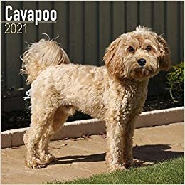 okumak Cavapoo – Cavoodle 2021: Original Avonside-Kalender [Mehrsprachig] [Kalender] (Wall-Kalender)
