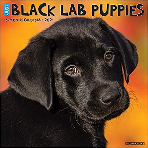 okumak Just Black Lab Puppies 2021 Calendar