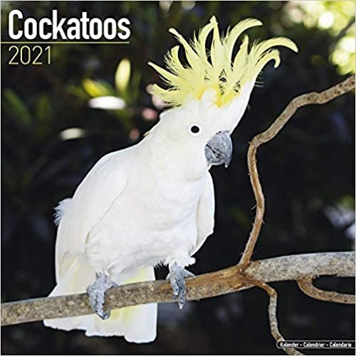 okumak Cockatoos - Kakadus 2021: Original Avonside-Kalender [Mehrsprachig] [Kalender] (Wall-Kalender)