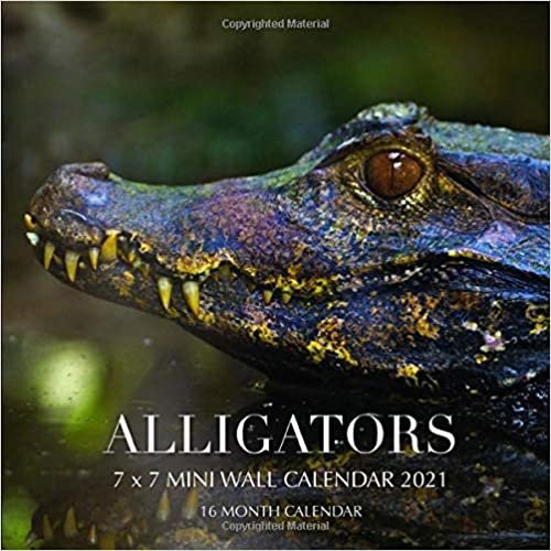 okumak Alligators 7 x 7 Mini Wall Calendar 2021: 16 Month Calendar