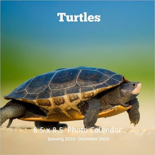 okumak Turtles 8.5 X 8.5 Photo Calendar January 2020 -December 2020: Monthly Calendar with U.S./UK/ Canadian/Christian/Jewish/Muslim Holidays- Nature Tortoises Amphibians
