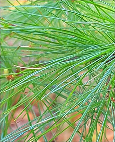 okumak Fresh Spring Pine Needles School Composition Book: Photo Covers Composition Books Notebooks (Notebook, Diary, Blank Book)
