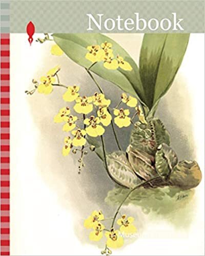 okumak Notebook: Orchid, Oncidium ampliatum majus, Sander, F. (Frederick), 1847-1920, Mansell, Joseph, Lithographer, Moon, H. G
