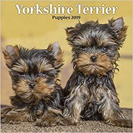 okumak Yorkshire Terrier Puppies M 2019