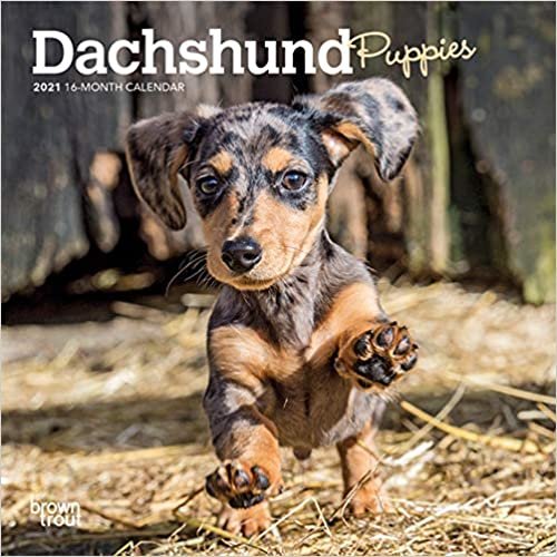 okumak Dachshund Puppies 2021 Calendar