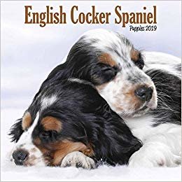 okumak English Cocker Spaniel Puppies M 2019