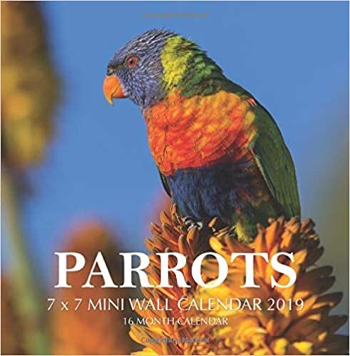 okumak Parrots 7 x 7 Mini Wall Calendar 2019: 16 Month Calendar