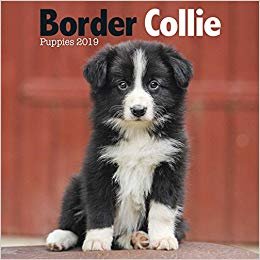 okumak Border Collie Puppies M 2019