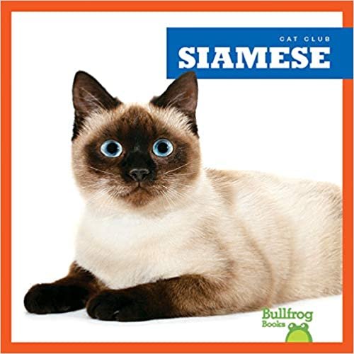 okumak Siamese (Cat Club)