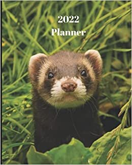 okumak 2022 Planner: Ferret-12 Month Weekly and Monthly Calendar Monthly Calendar with U.S./UK/ Canadian/Christian/Jewish/Muslim Holidays– Calendar in Review/Notes 8 x 10 in.- Animals Wildlife