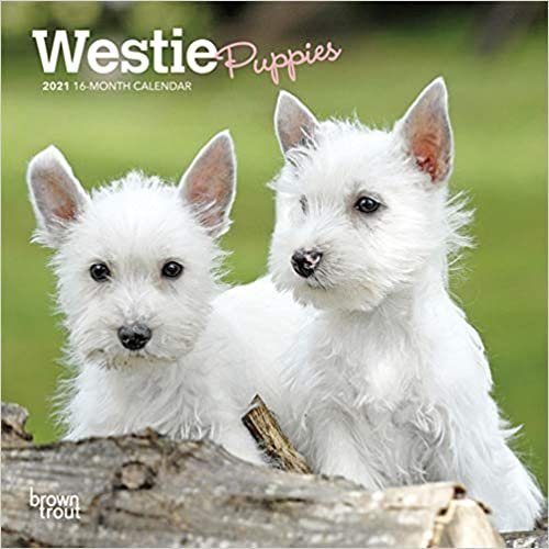 okumak West Highland White Terrier Puppies 2021 Calendar