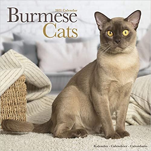 okumak Burmese Cats - Burma Katzen 2021: Original Avonside-Kalender [Mehrsprachig] [Kalender] (Wall-Kalender)