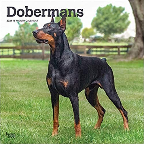 okumak Dobermans - Dobermänner 2021 - 16-Monatskalender mit freier DogDays-App: Original BrownTrout-Kalender [Mehrsprachig] [Kalender] (Wall-Kalender)