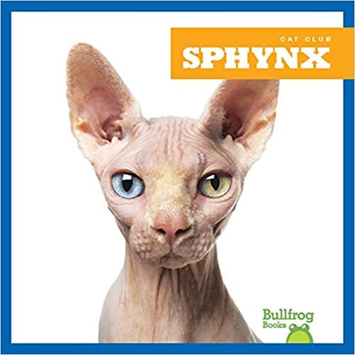 okumak Sphynx (Cat Club)