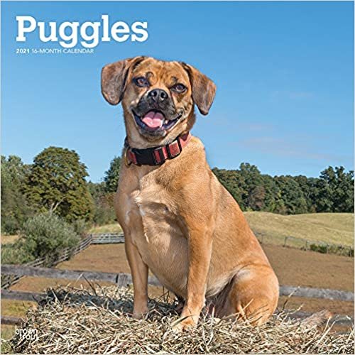 okumak Puggles 2021 - 16-Monatskalender mit freier DogDays-App: Original BrownTrout-Kalender [Mehrsprachig] [Kalender] (Wall-Kalender)