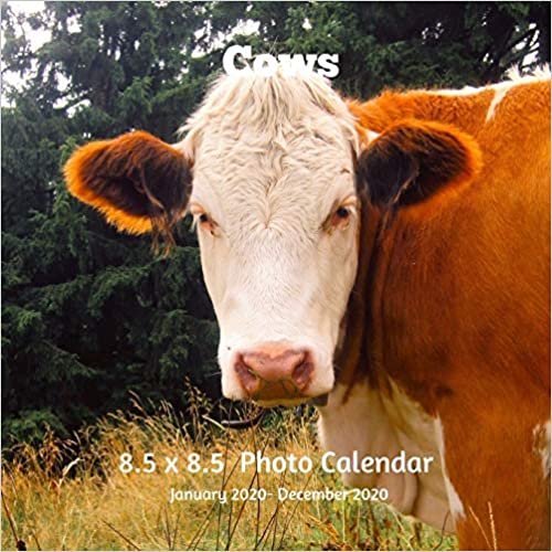 okumak Cows 8.5 X 8.5 Calendar January 2020 -December 2020: Monthly Calendar with U.S./UK/ Canadian/Christian/Jewish/Muslim Holidays-Farm Animals Nature