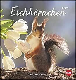 Eichhörnchen Postkartenkalender 2023