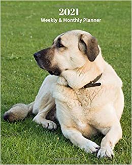 okumak 2021 Weekly and Monthly Planner: Anatolian Shepard Dog - Monthly Calendar with U.S./UK/ Canadian/Christian/Jewish/Muslim Holidays– Calendar in ... in.- Dog Breed Pets For Work Business School