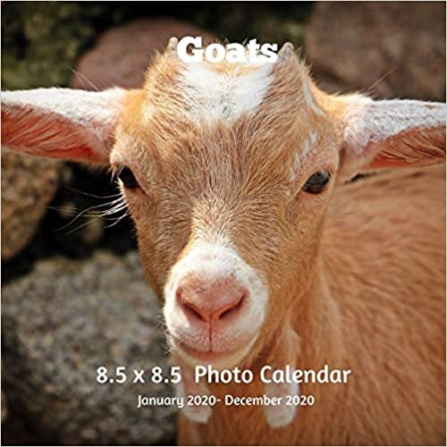 okumak Goats 8.5 X 8.5 Calendar January 2020 -December 2020: Monthly Calendar with U.S./UK/ Canadian/Christian/Jewish/Muslim Holidays-Goats KIds Animals Nature