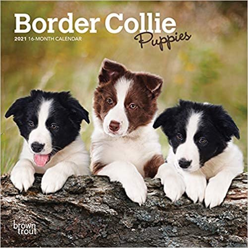 okumak Border Collie Puppies 2021 Calendar