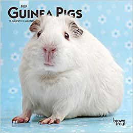 okumak Guinea Pigs 2021 Calendar