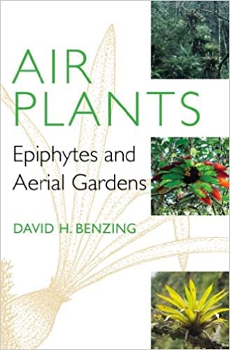 okumak Air Plants : Epiphytes and Aerial Gardens