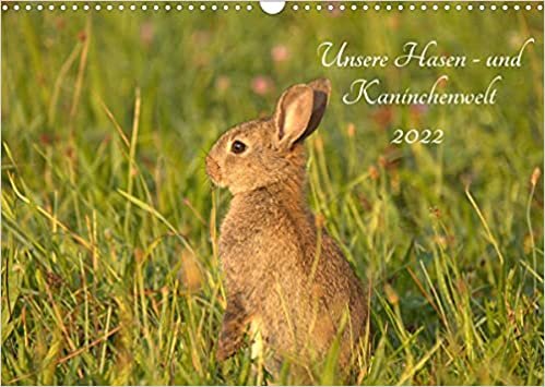 okumak Unsere Hasen - und Kaninchenwelt (Wandkalender 2022 DIN A3 quer): Beobachten Sie doch mit mir die heimische Tierwelt, z. B. die flinken Feldhasen und ... 14 Seiten ) (CALVENDO Tiere)